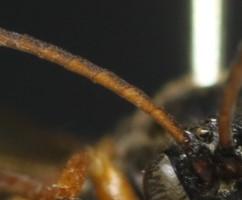 Réf. 353 523 : Trogus lapidator